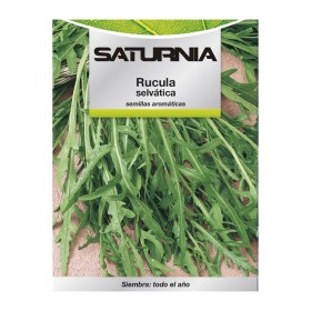 Semillas Aromáticas Rúcula Selvática (2.5 gramos) Horticultura, Hortícola, Semillas Huerto.