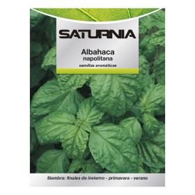 Semillas Aromáticas Albahaca Gigante (5 gramos) Horticultura, Hortícola, Semillas Huerto.