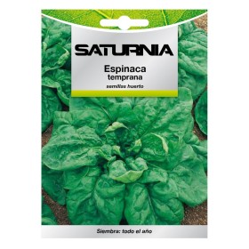 Semillas Espinaca Temprana (8 gramos) Semillas Verduras, Horticultura, Hortícola, Semillas Huerto.