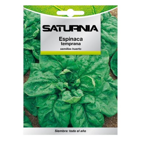Semillas Espinaca Temprana (8 gramos) Semillas Verduras, Horticultura, Hortícola, Semillas Huerto.